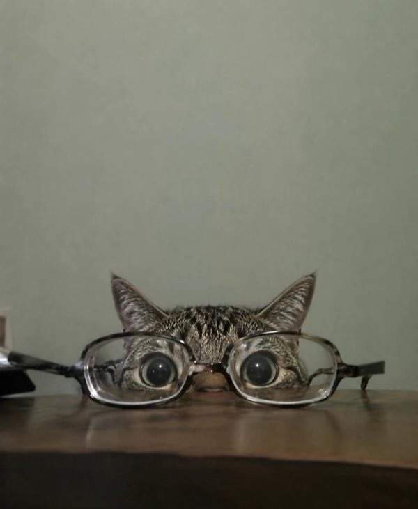 【投稿】🐱🤓 ​​​