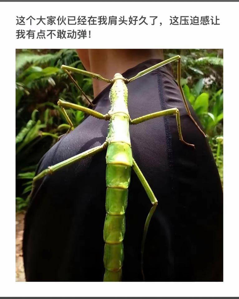 “肩头上的巨型螳螂，太惊悚了！”😱🐞👀