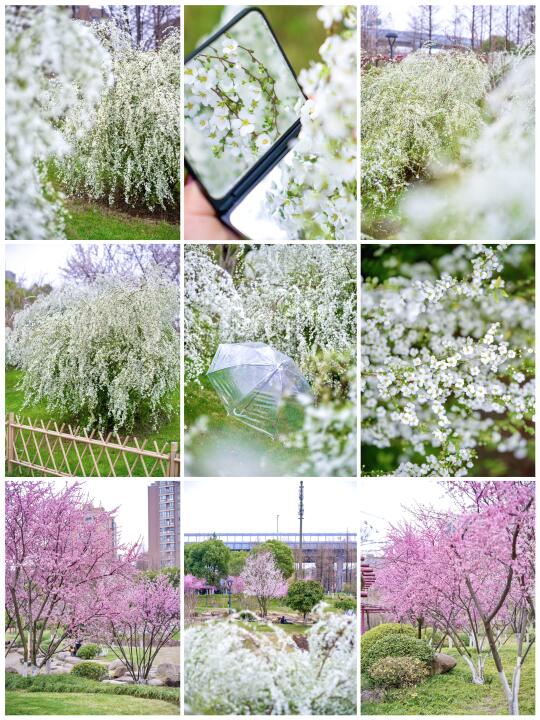 杭州小众公园🌼雪柳、梅花、紫叶李开爆了❗️❗️