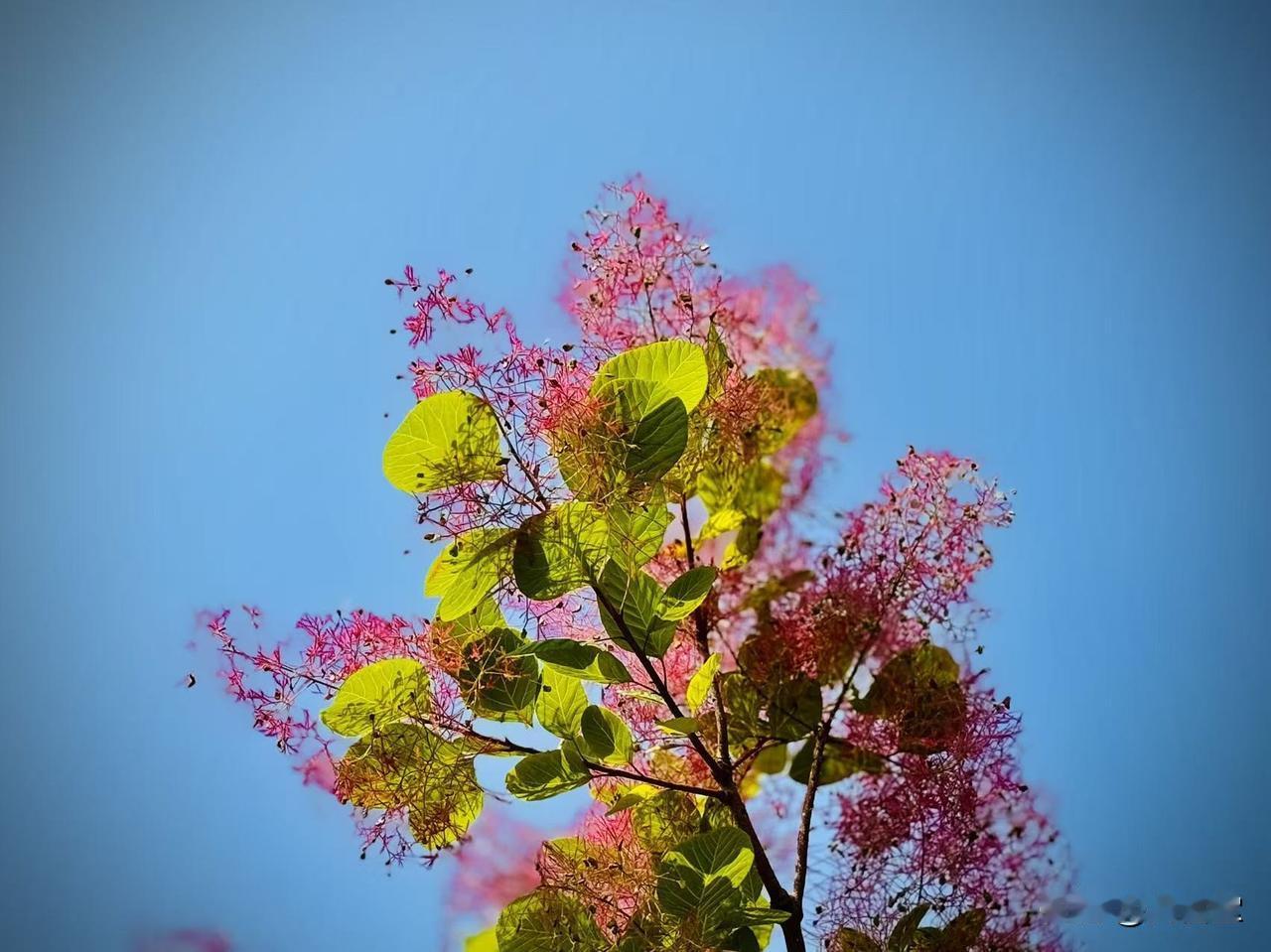 叠翠烟罗
      （原创）


风是引火
燃起叠翠烟罗
如南柯一梦
风一晃