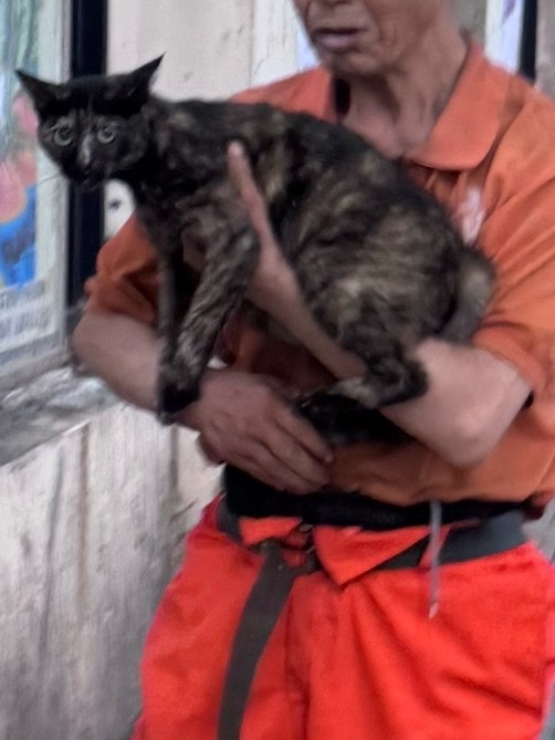 看到环卫工很努力地要把小猫塞回栅栏里面去（是个老小区） 结果猫不走 他不想直接扔