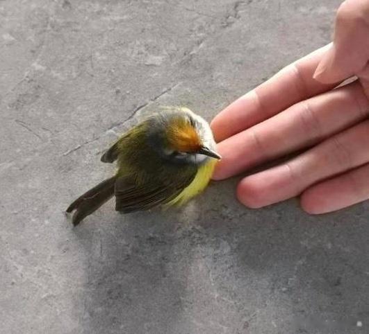 #鸟粉投稿# 飞楼道里的【金头缝叶莺】好小一只球球 ​​​