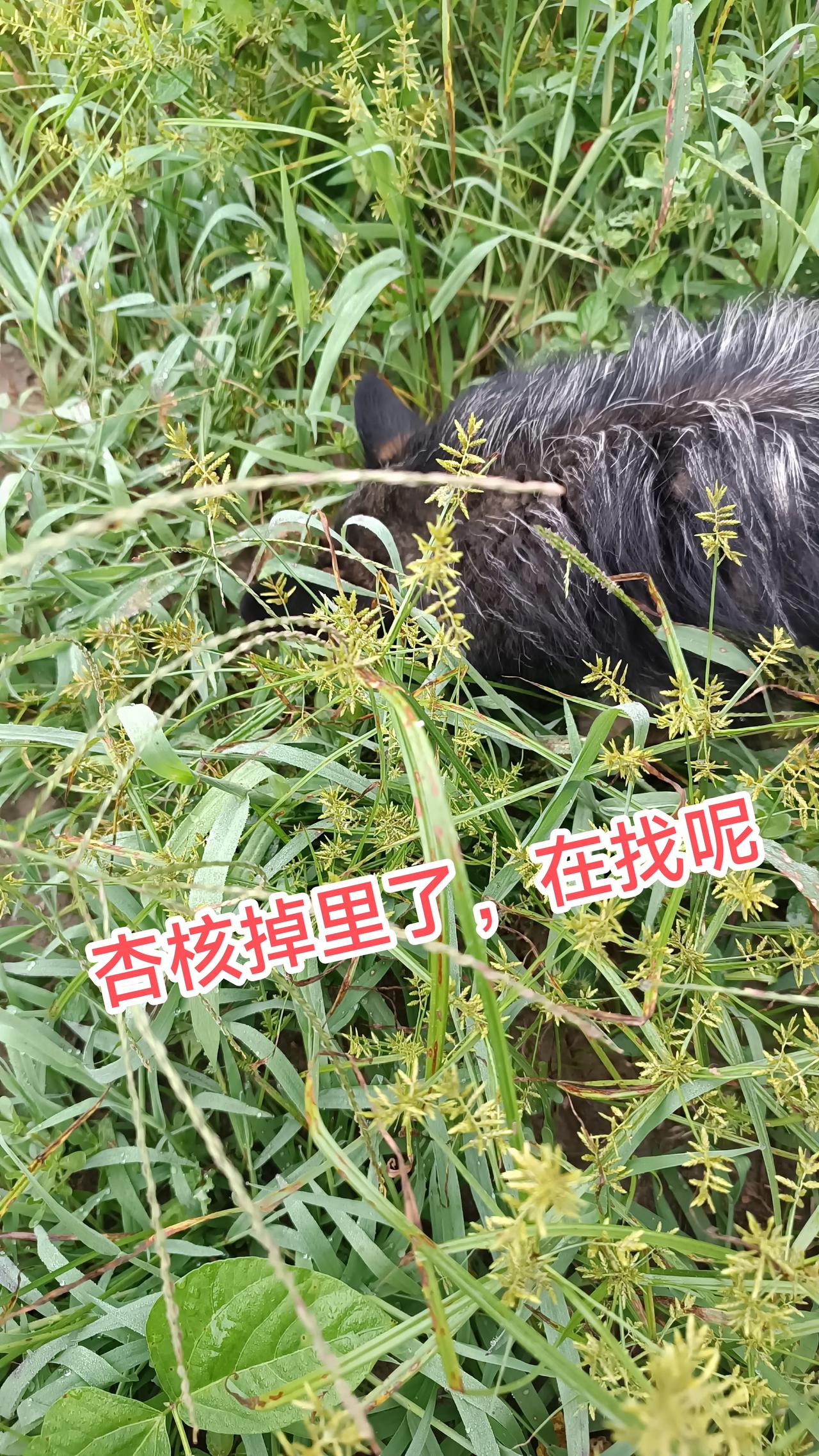 狗吃杏核猫吃草，你见过吗？看来哥家的小生灵也开始过紧日子了，竟然到了饥不择食的地
