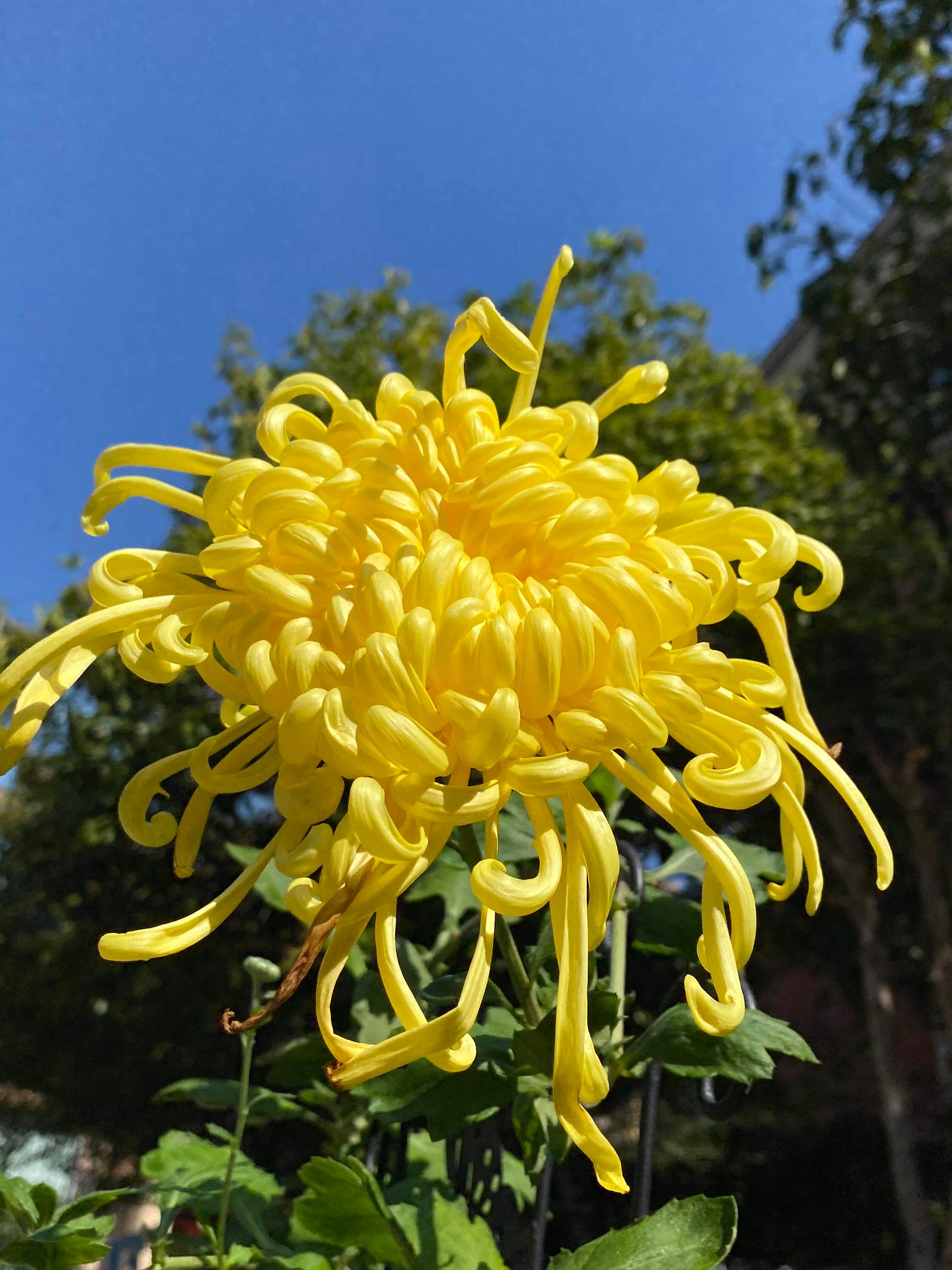 0000菊花简易种植1、配土上盆用园土:腐叶土:河沙=3:5:2，掺少量腐熟有机