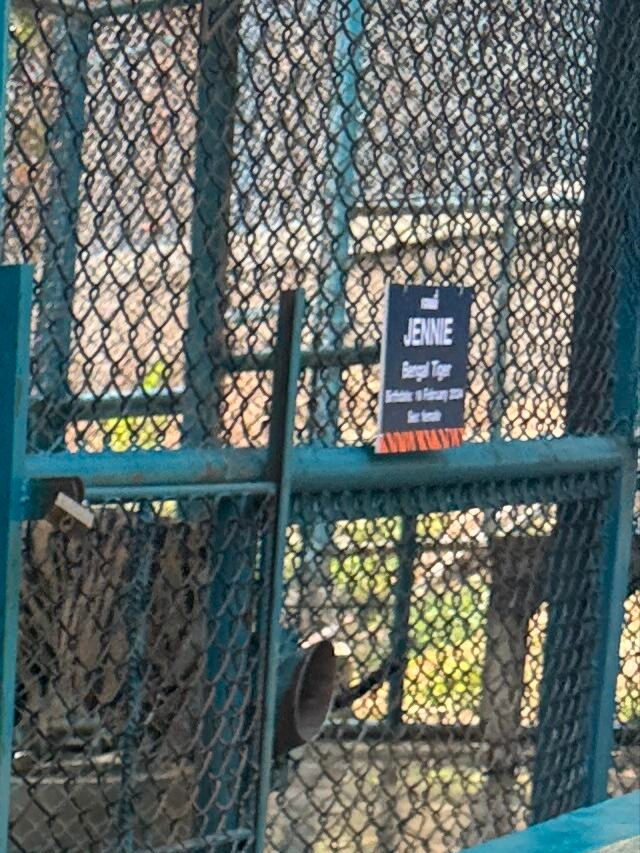 网友：在清迈看老虎遇到Lisa和Jennie了开开心心点进去的我真是哭笑不得😂