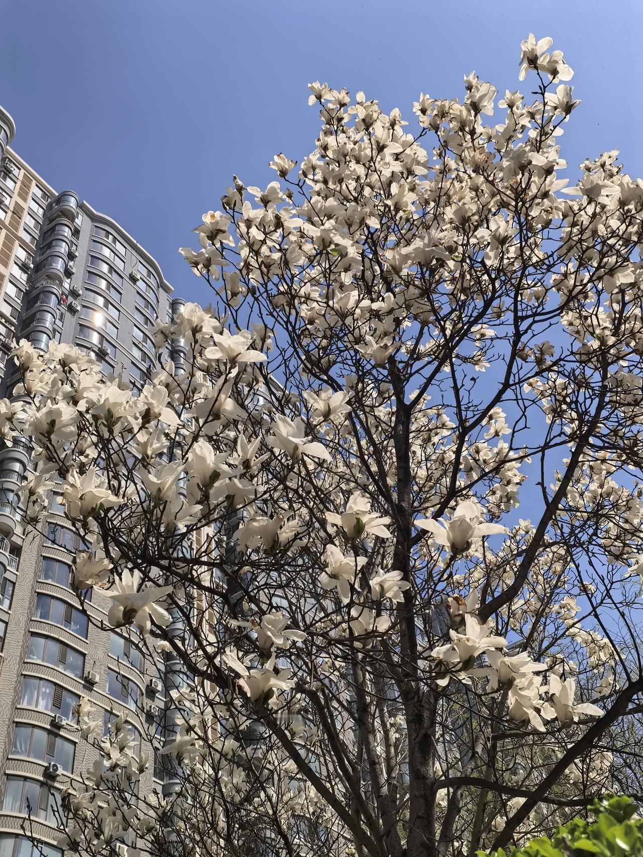 春日生活打卡季