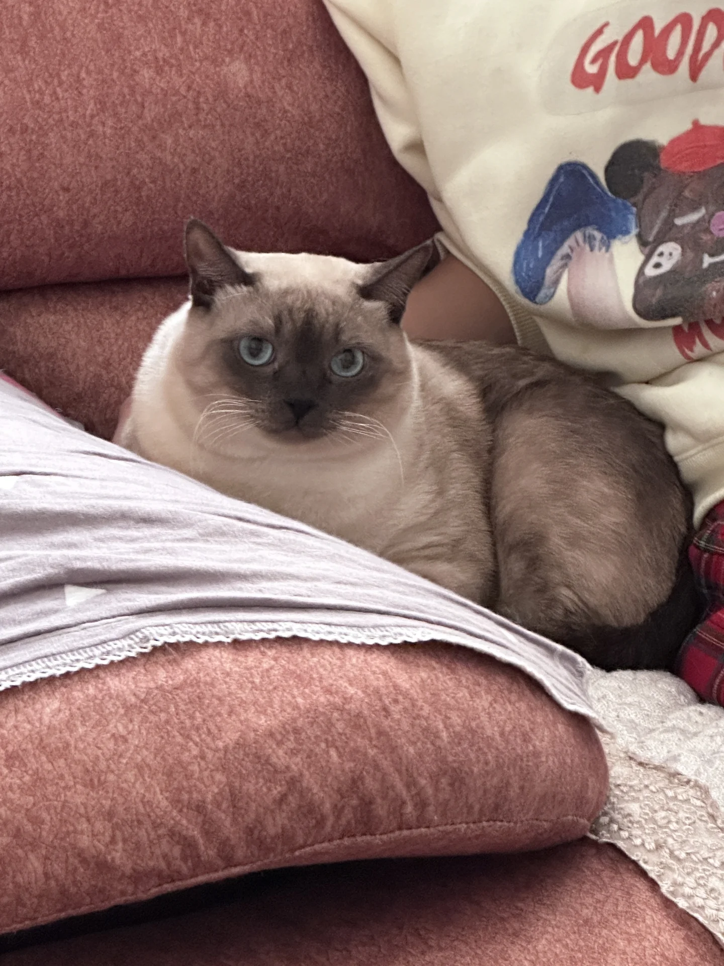 超圆猫猫头
