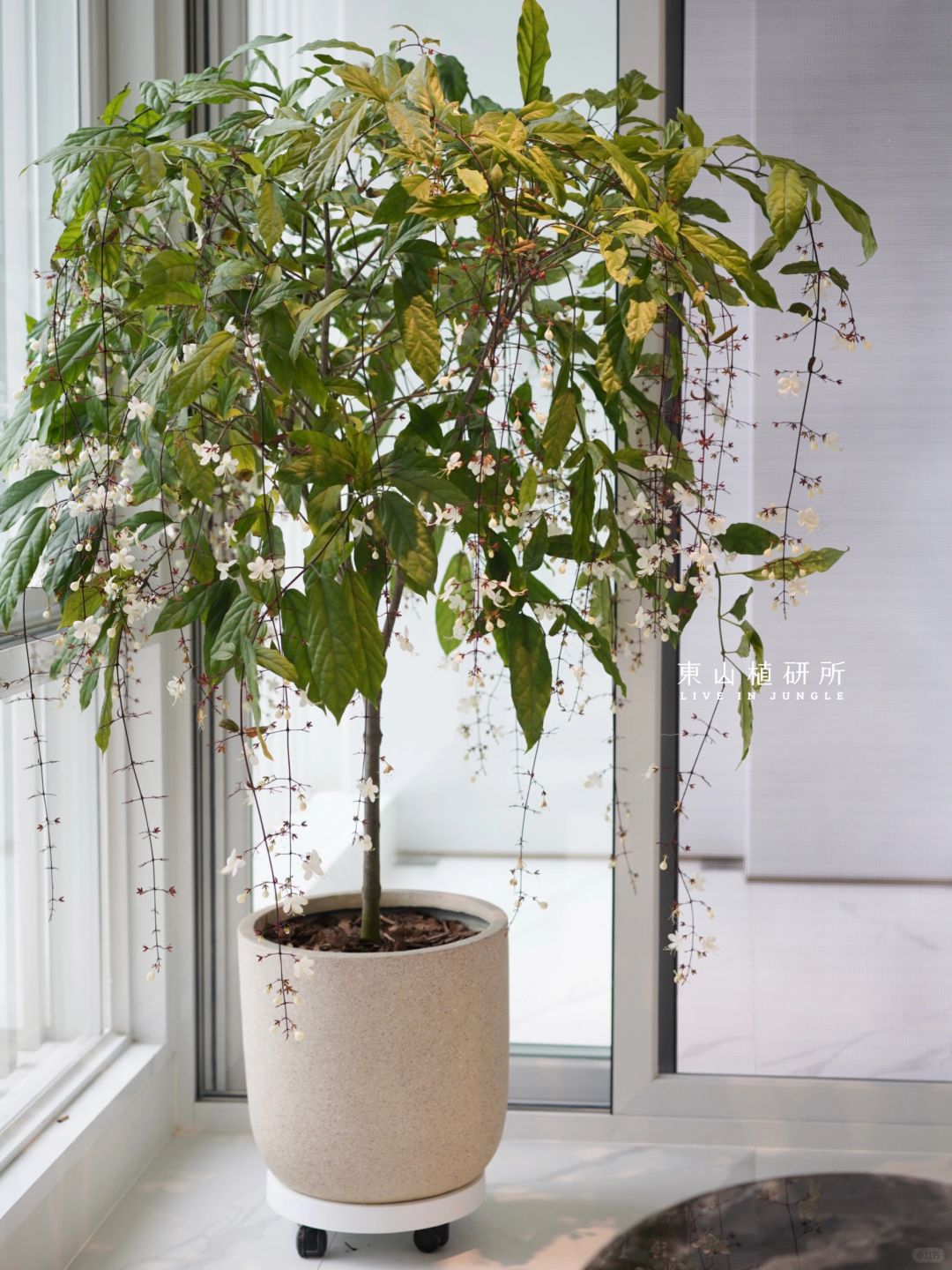 家居绿植｜春日垂丝茉莉 真的太仙啦！