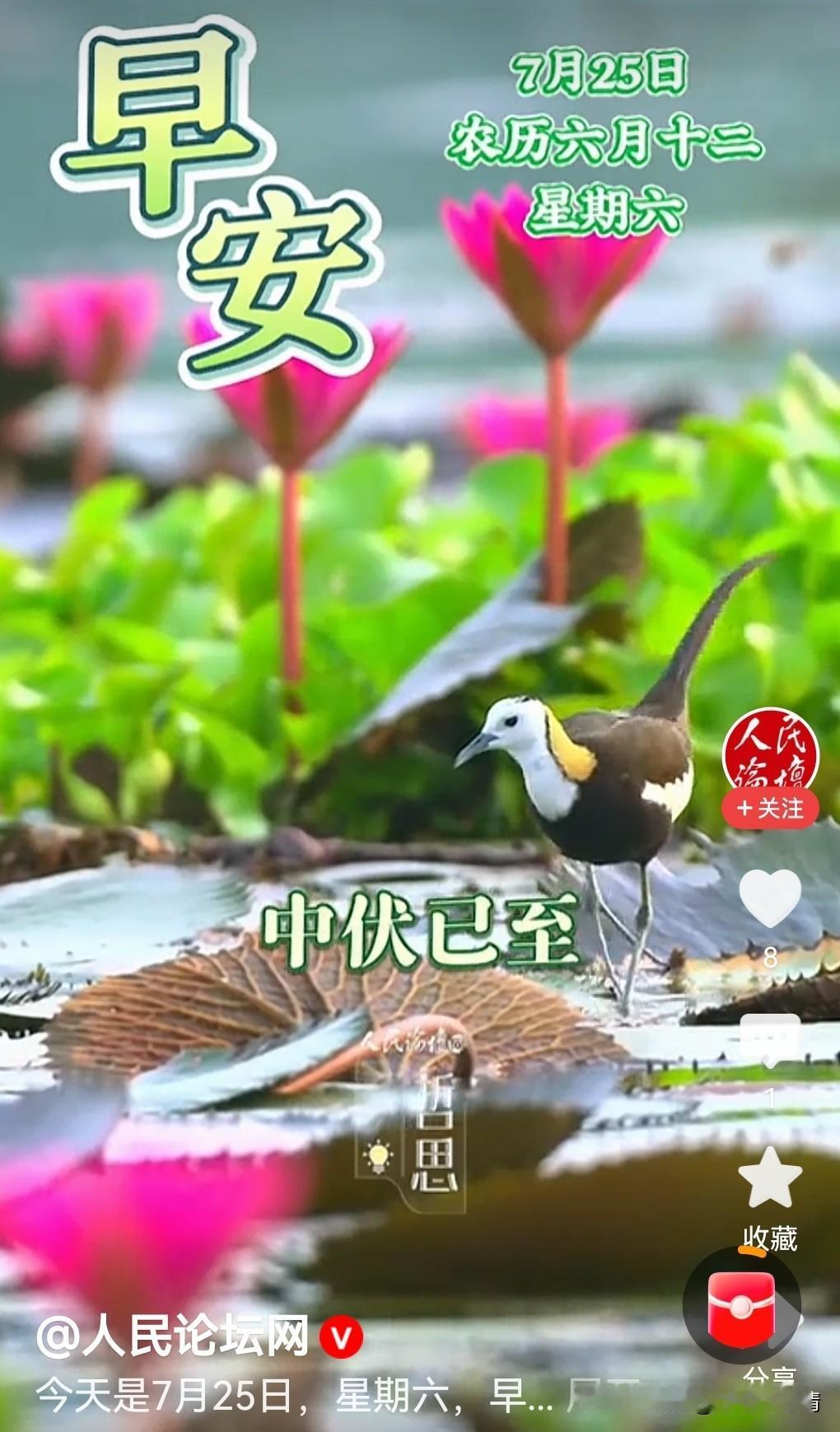 中伏暑最盛，静心祛湿热

老话说“冷在三九，热在中伏”。这二十天，太阳像个不知疲