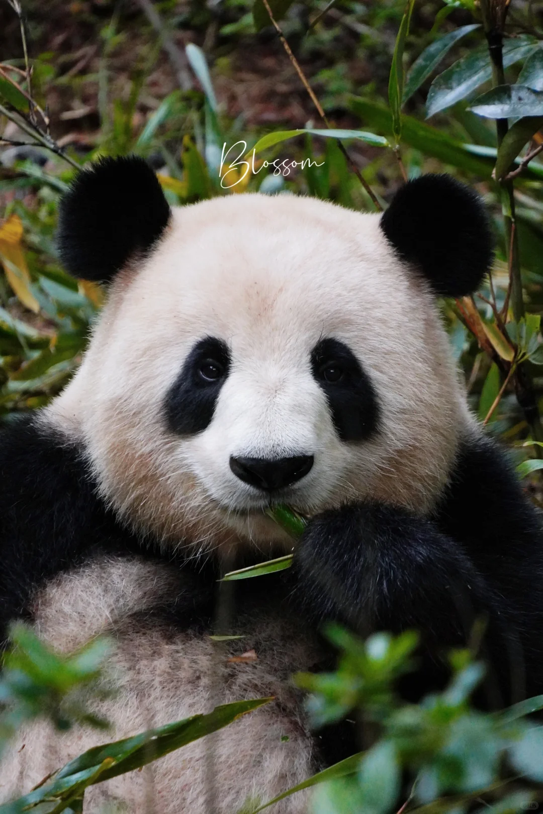 241026 这是什么卡通小熊吗