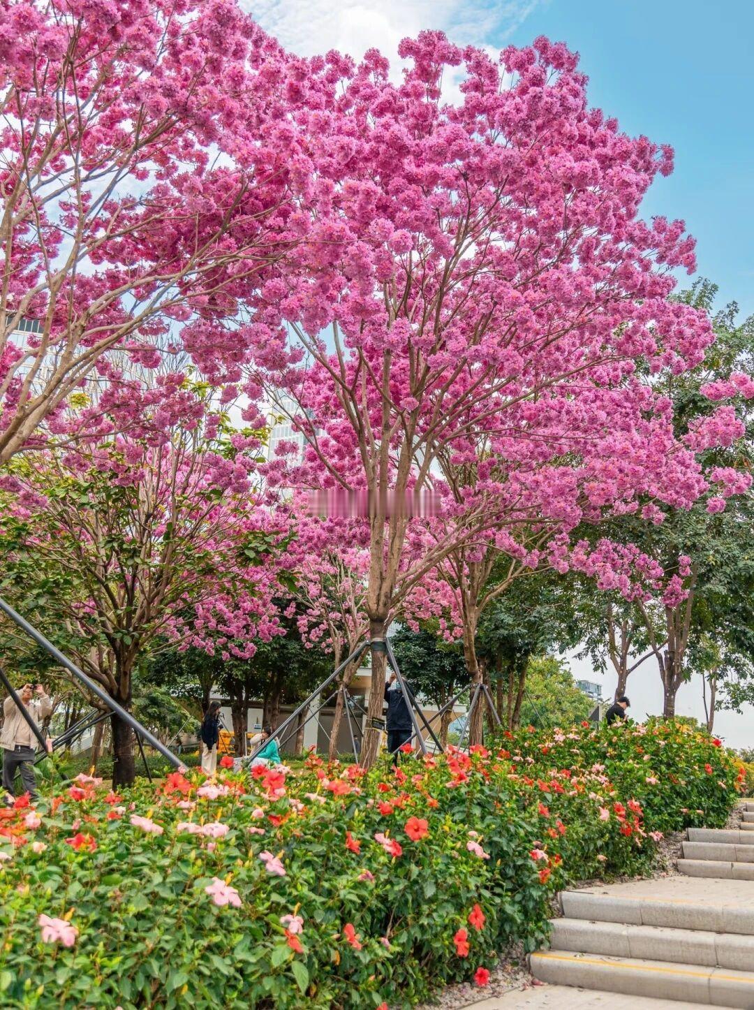 深圳前海公园的紫花风铃木，好美呀~ 