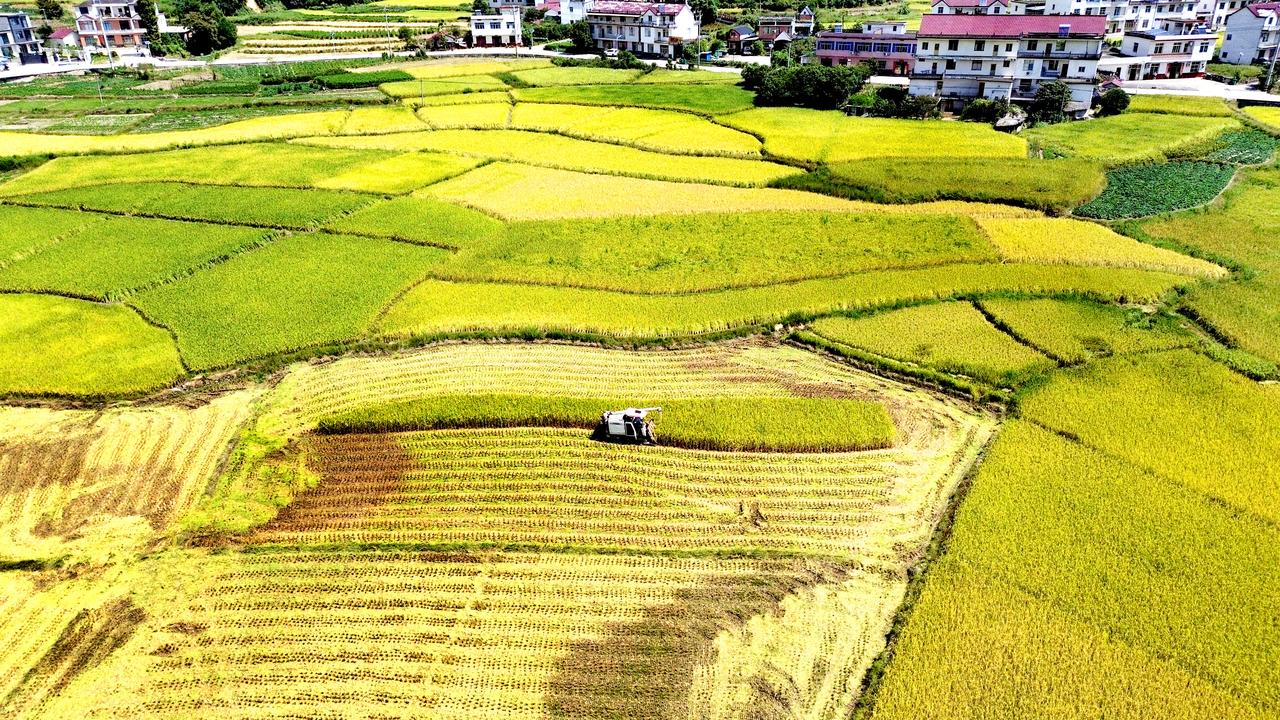 今日白露
南方的高山水稻开始收割了
地点：岳西 店前镇徐良村
入秋以来，岳西县店