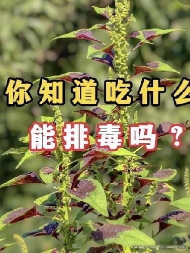 这种叶面带紫斑的野菜你认识吗？它是红苋菜，田间地头很常见，是餐桌上的美味。网上说