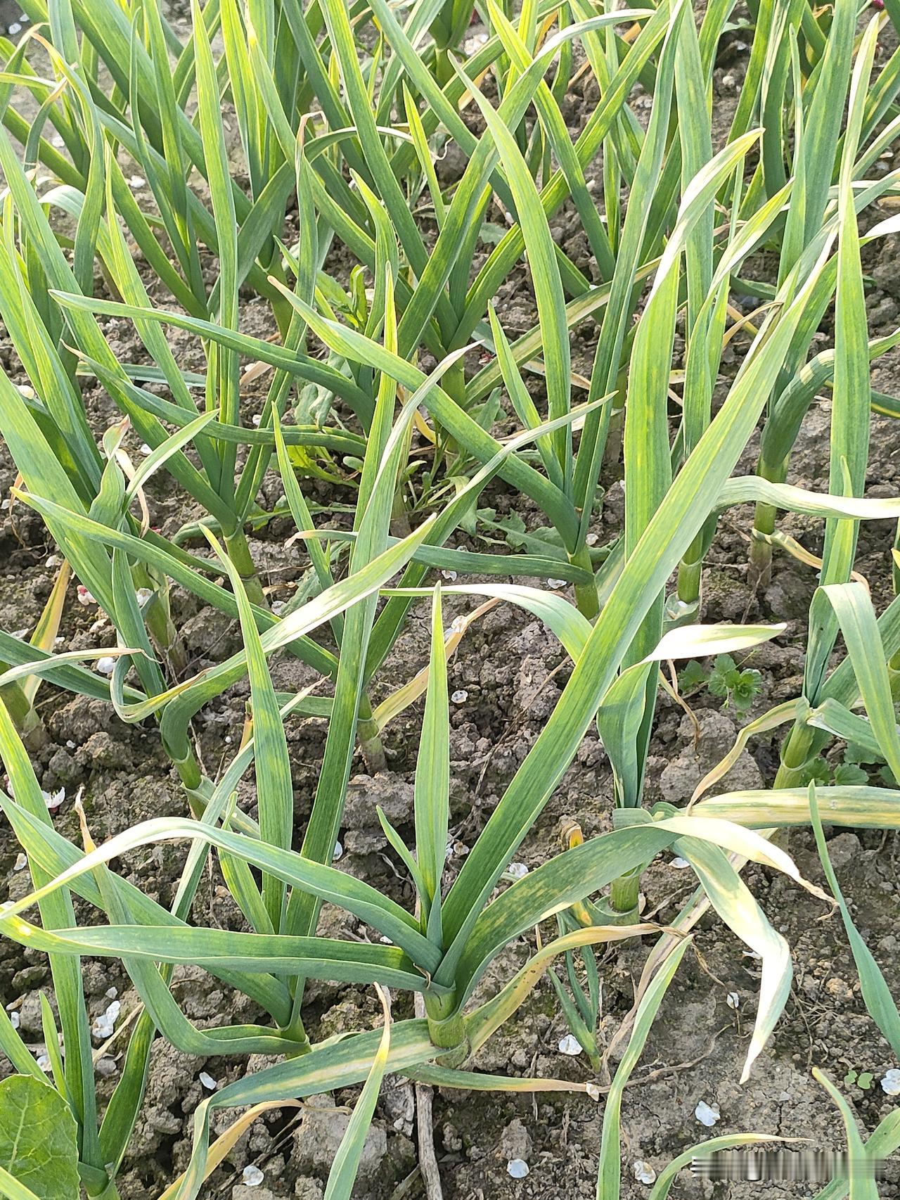 蔬菜吃不完我就这样做
今天中午我又包饺子吃，前两天剁了一大盆饺馅过2月2吃的，今