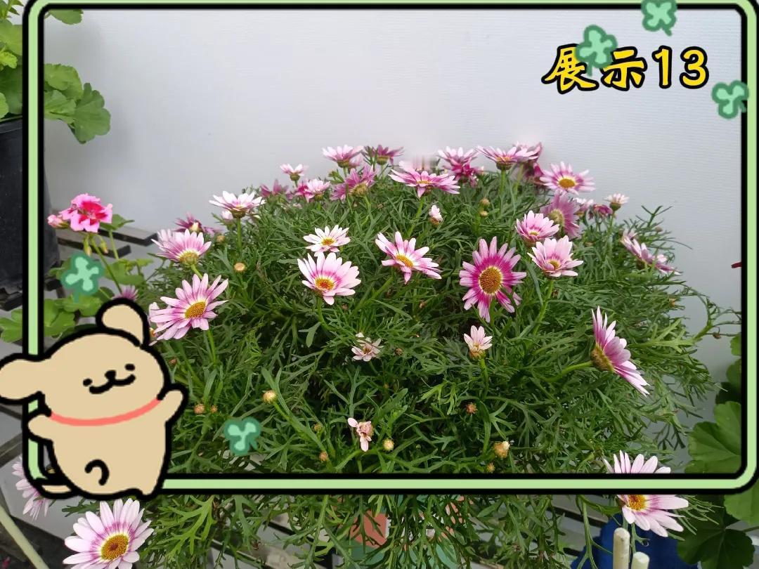 每日一花，给点阳光就灿烂的那种！天晴花正艳 太阳花香随手拍 带露珠的花儿 花儿总