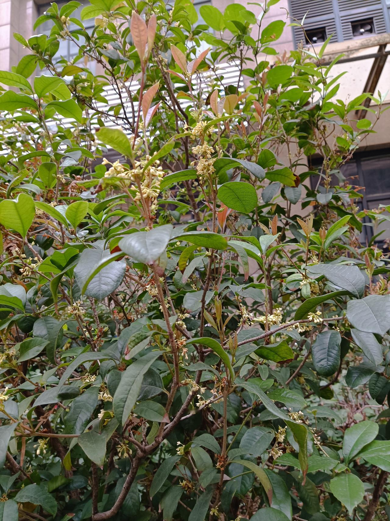 今年冬天的不同今年深圳冬天比往年更暖和，昨天看到小区里桂花树还开着满树桂花，香气