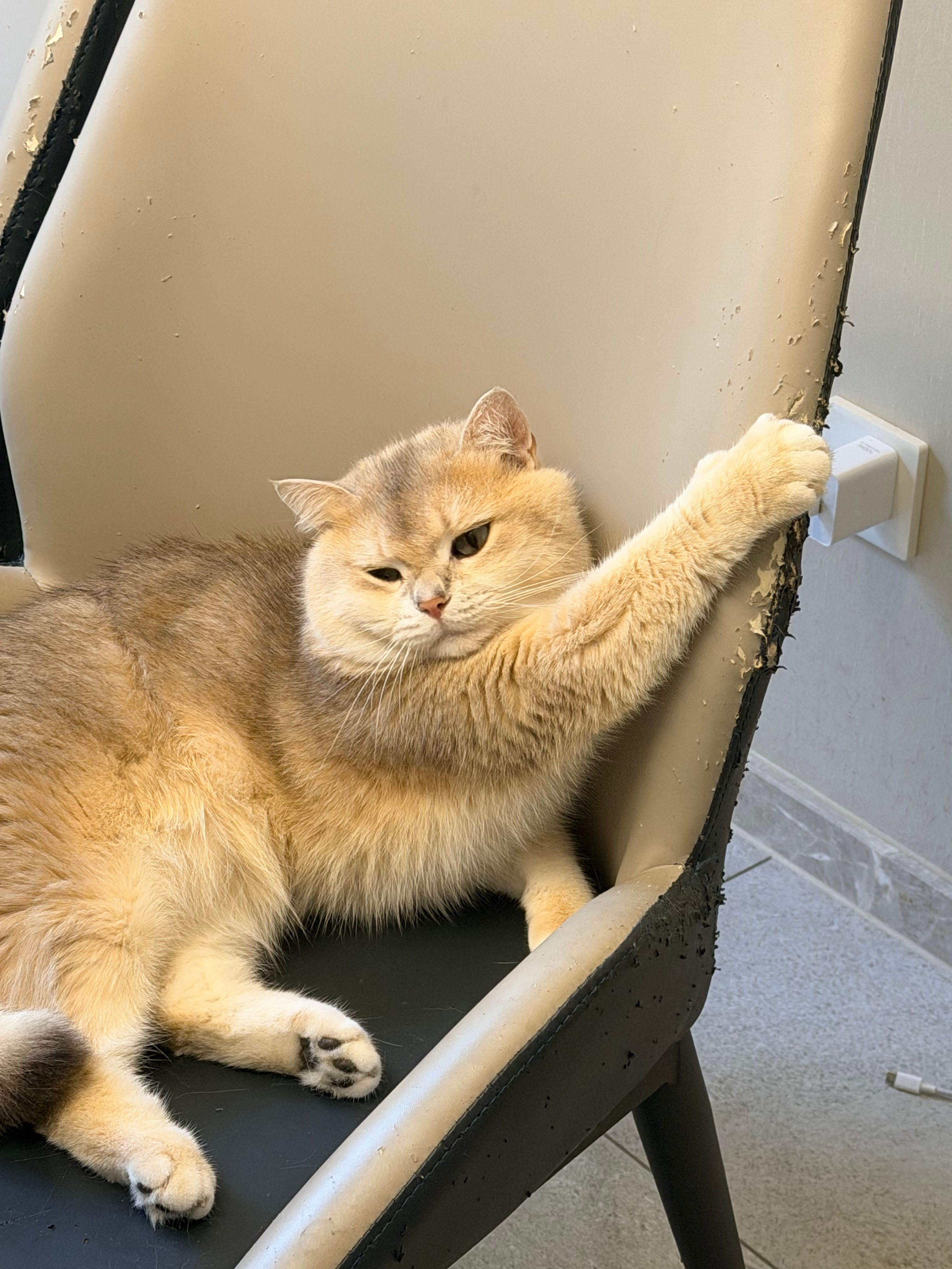 怕你们没见过小猫坐公交 