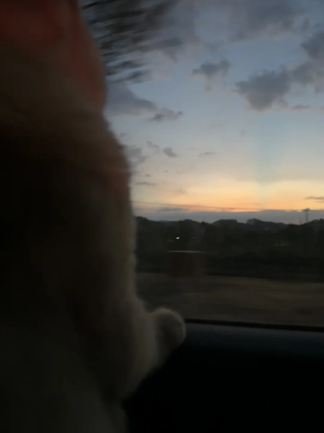 小猫在车上看日落的氛围感