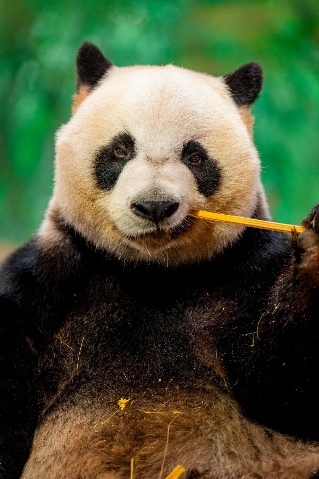 #大熊猫水灵灵地参加奥运会# 全球唯一的大熊猫三胞胎萌帅酷迎来了10周岁生日！寿