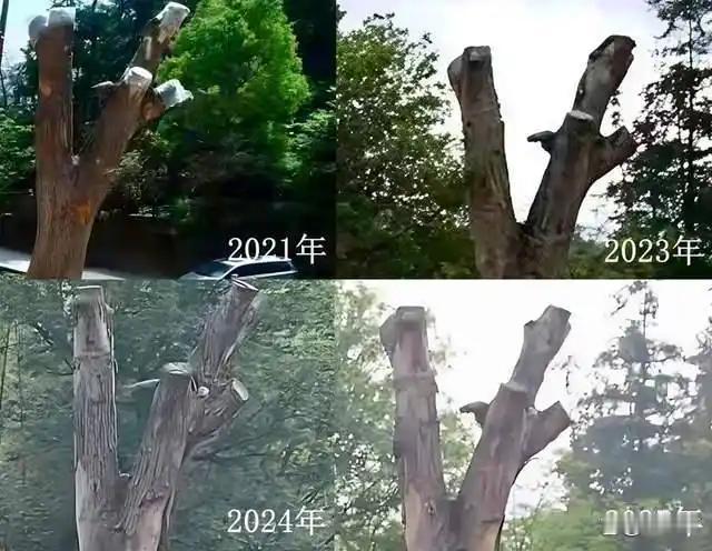中国有句古话叫“人挪活，树挪死”，这六个字就是历史经验，足以说明树木挪栽之后成活