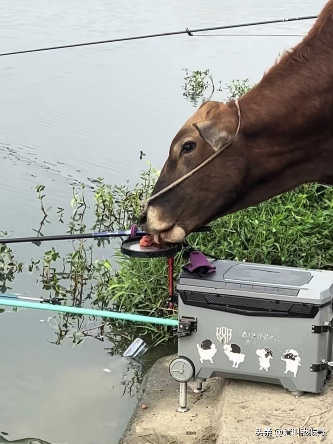 都说钓鱼的时候上厕所不要跑的太远，现在终于信了