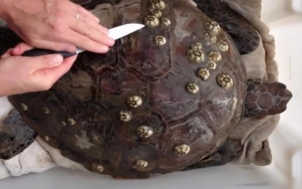 这叫藤壶背，其他自己想吧。