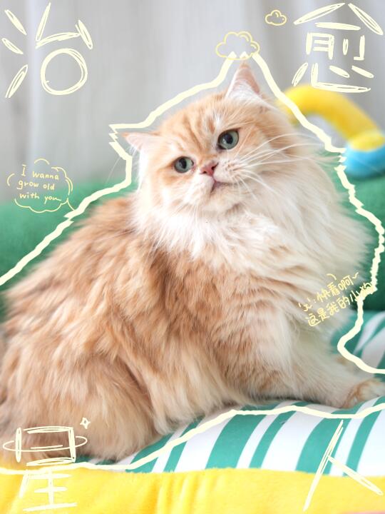 一起来吸猫