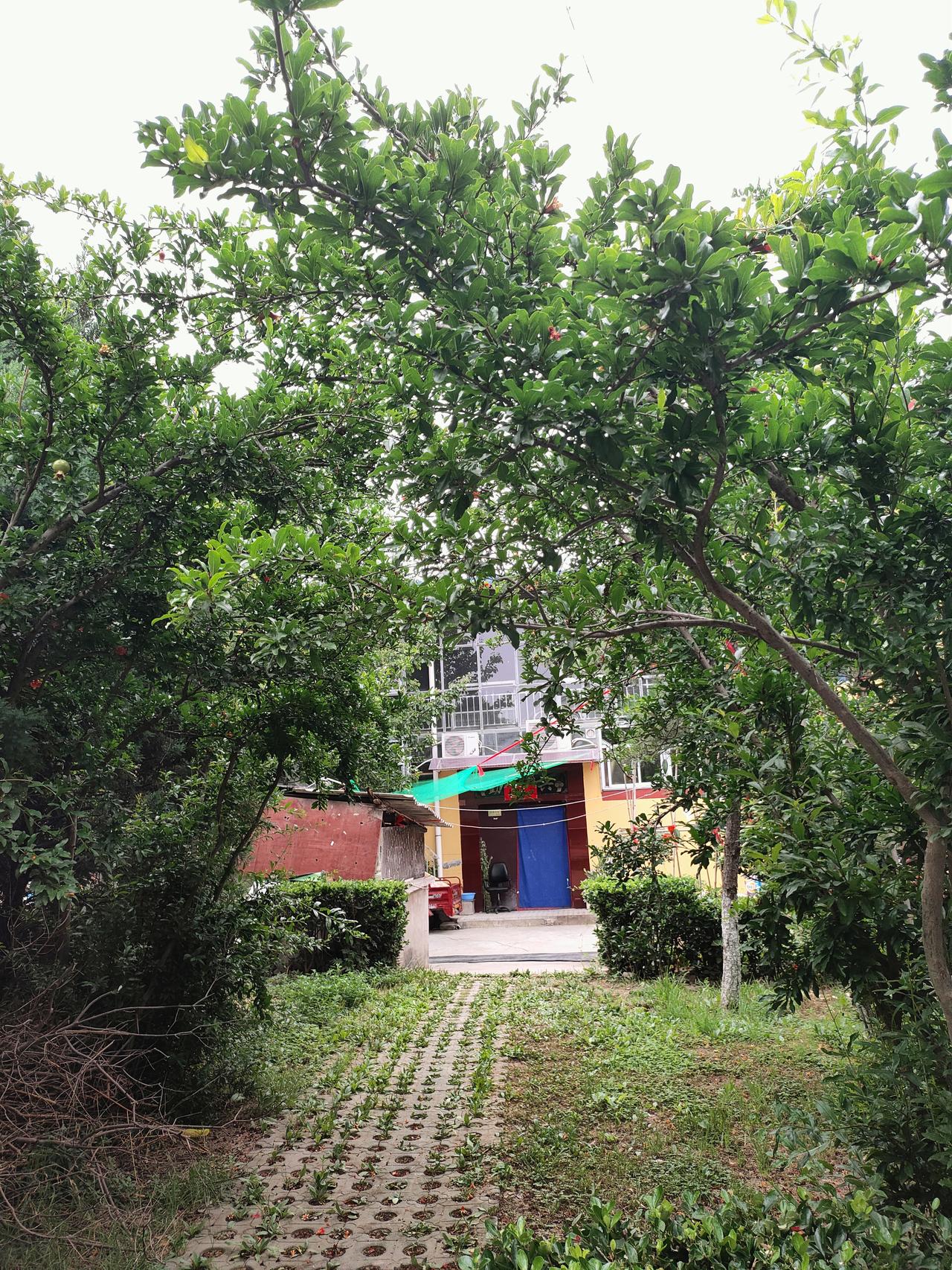 真心话茶局成片石榴树舒展满枝绿叶，零星红花藏在枝叶间，石板小路蜿蜒穿过小院，各色