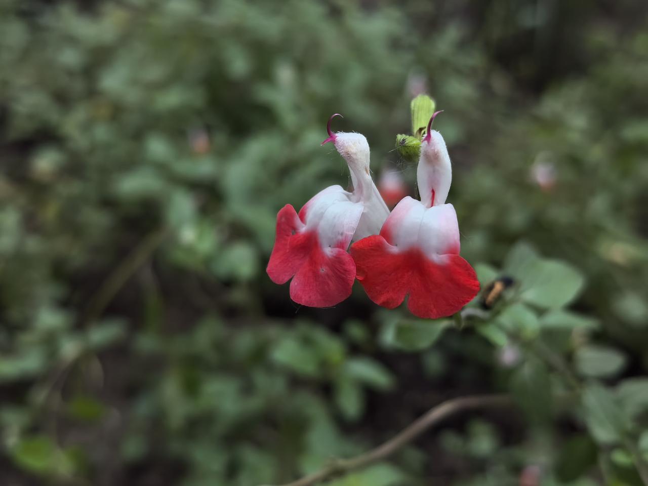 “小鸟”翩翩起舞