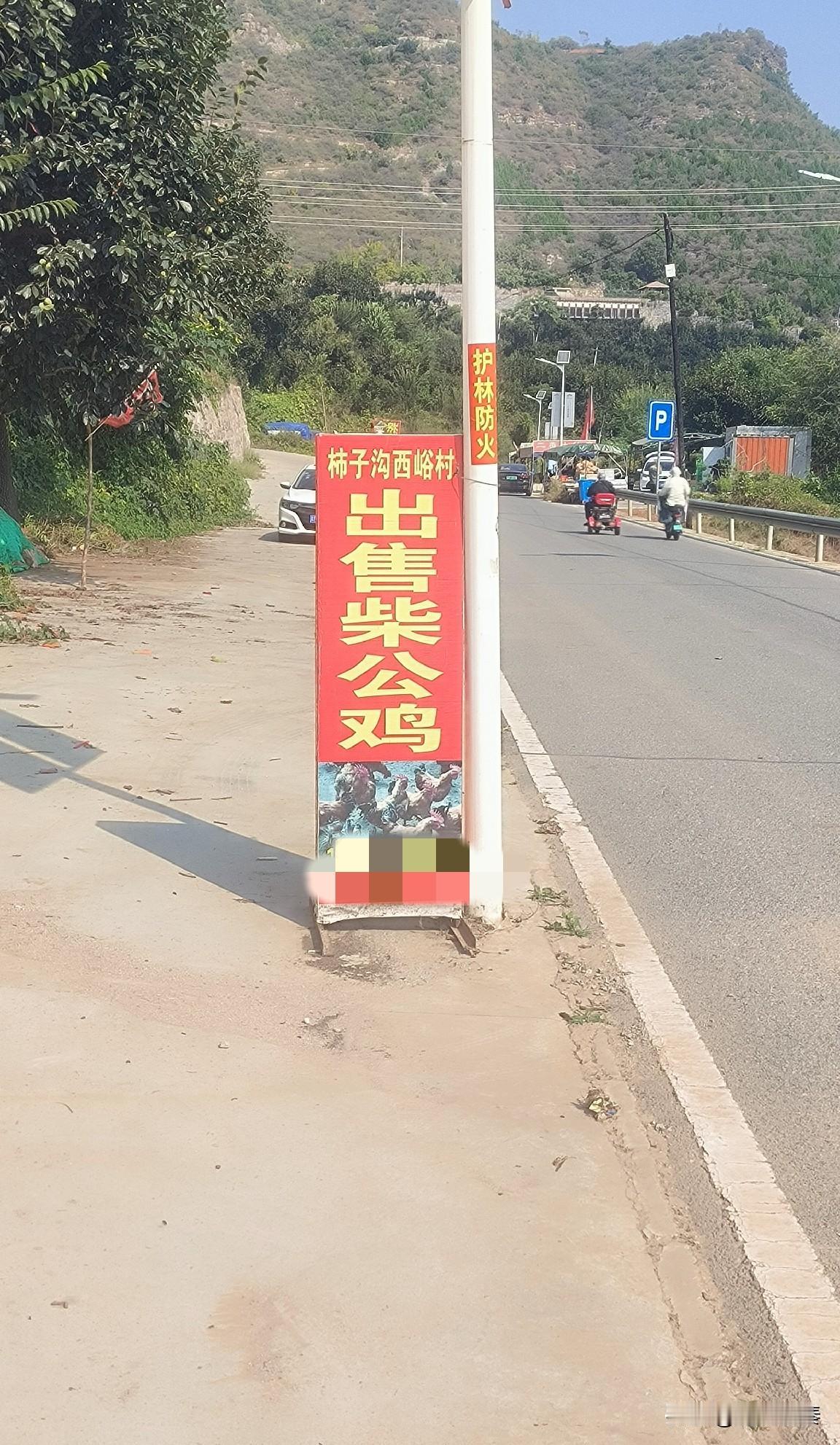 逛满城柿子沟，认错柿子！把巧克力柿子当成儿时易县火柿子

今天上午，驾车来到满城