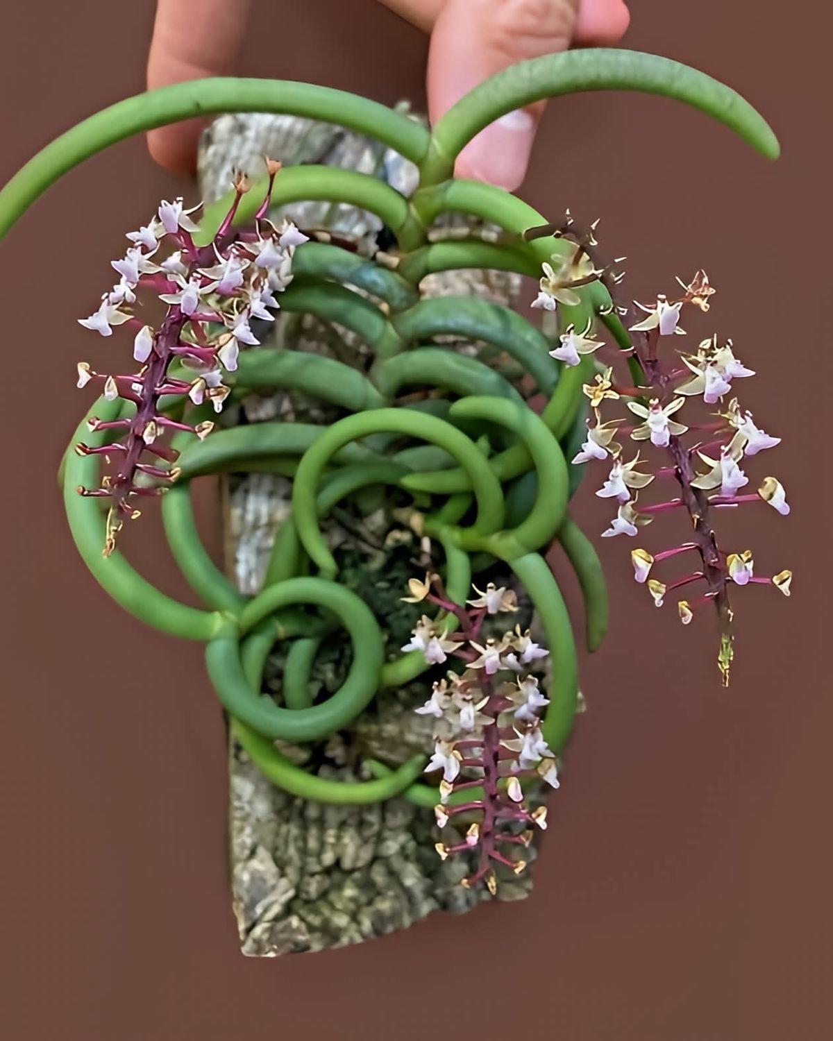 牛角隔距兰（Cleisostoma arietinum），也常简称牛角兰兰科 O