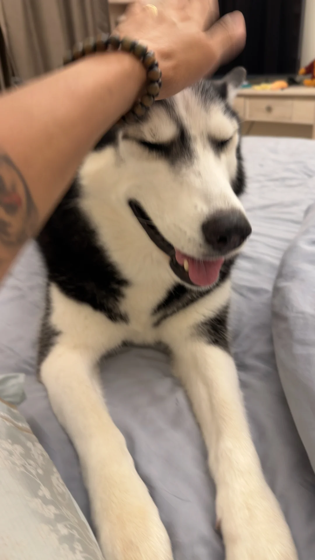 240326 当你把手放在🐶的脑壳上