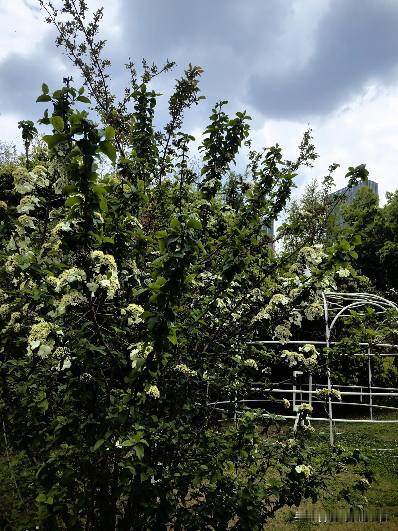 清明节期间，
小时候一个大院子里长大的的儿时伙伴因病离世了，
年纪轻轻的实在令人