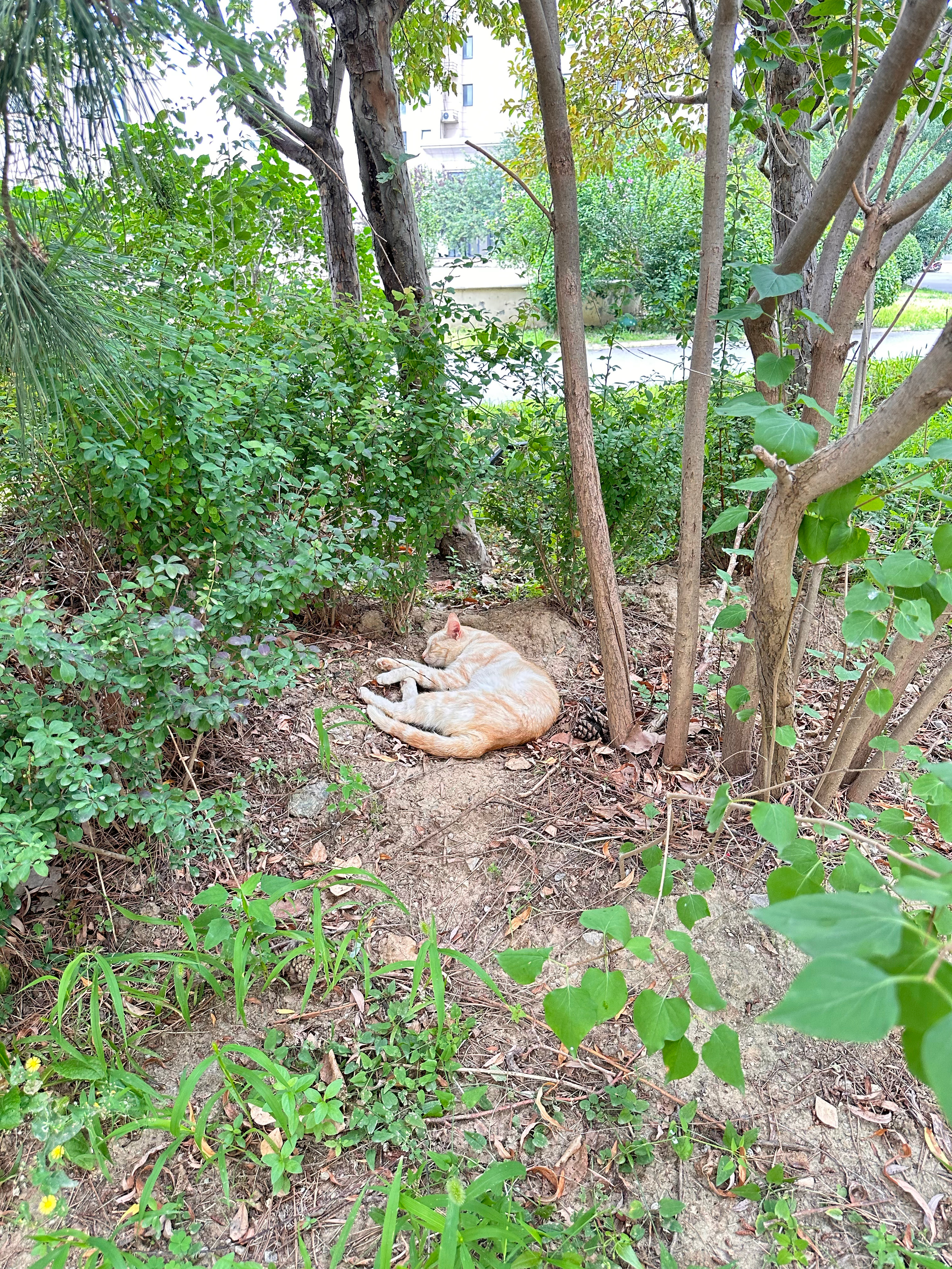 抓拍到一只拉💩的猫，和一只睡觉的猫 流浪猫