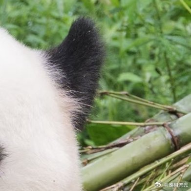 熊猫守护者 🐼熊猫守护者 🐼森林驿站 善良的传递，是有选择的。善良会摒蔽痛苦