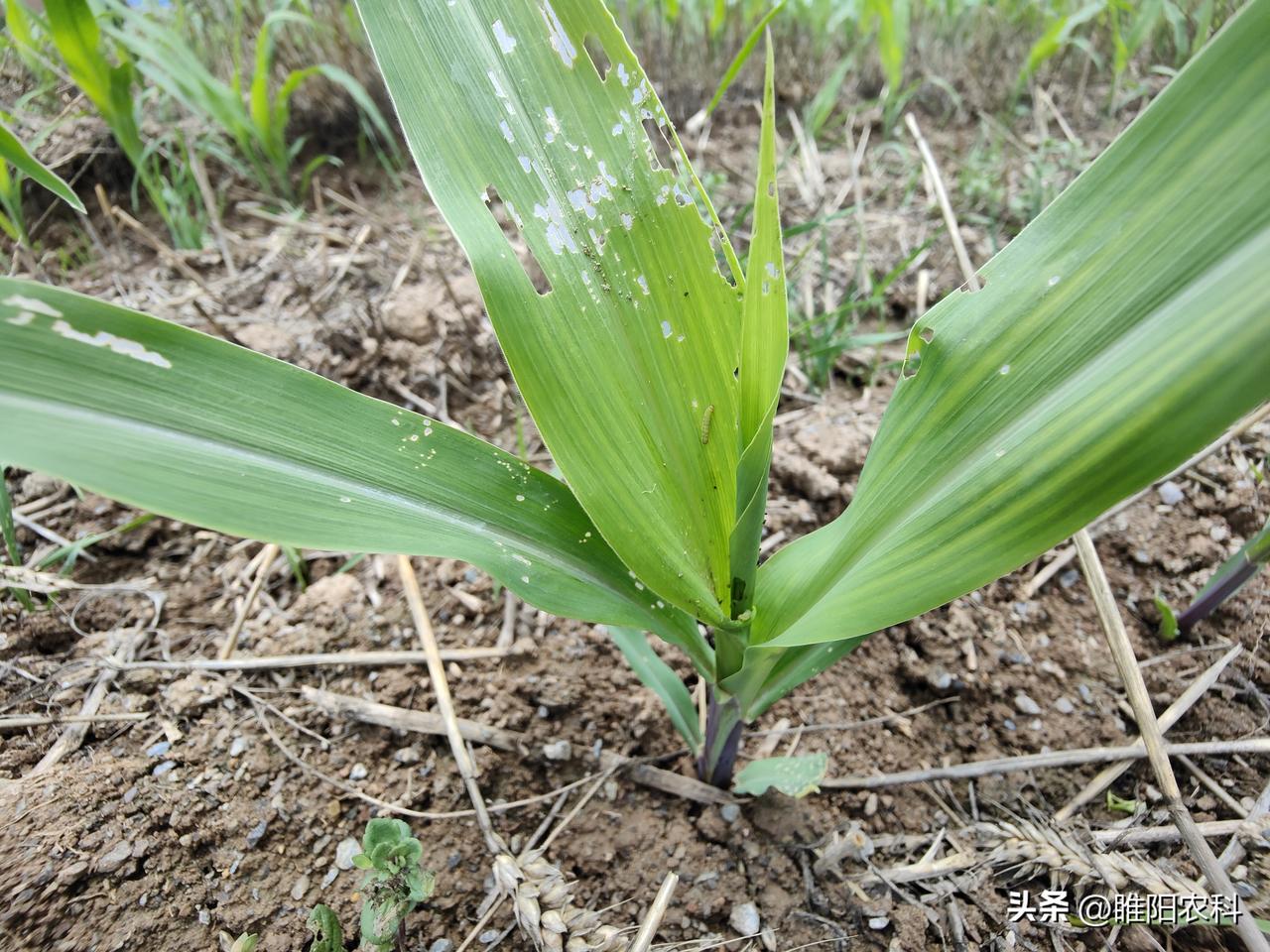 这个杀虫剂就是阿维菌素，阿维菌素是一种抗生素类杀虫杀螨剂，当气温超过30℃时，阿