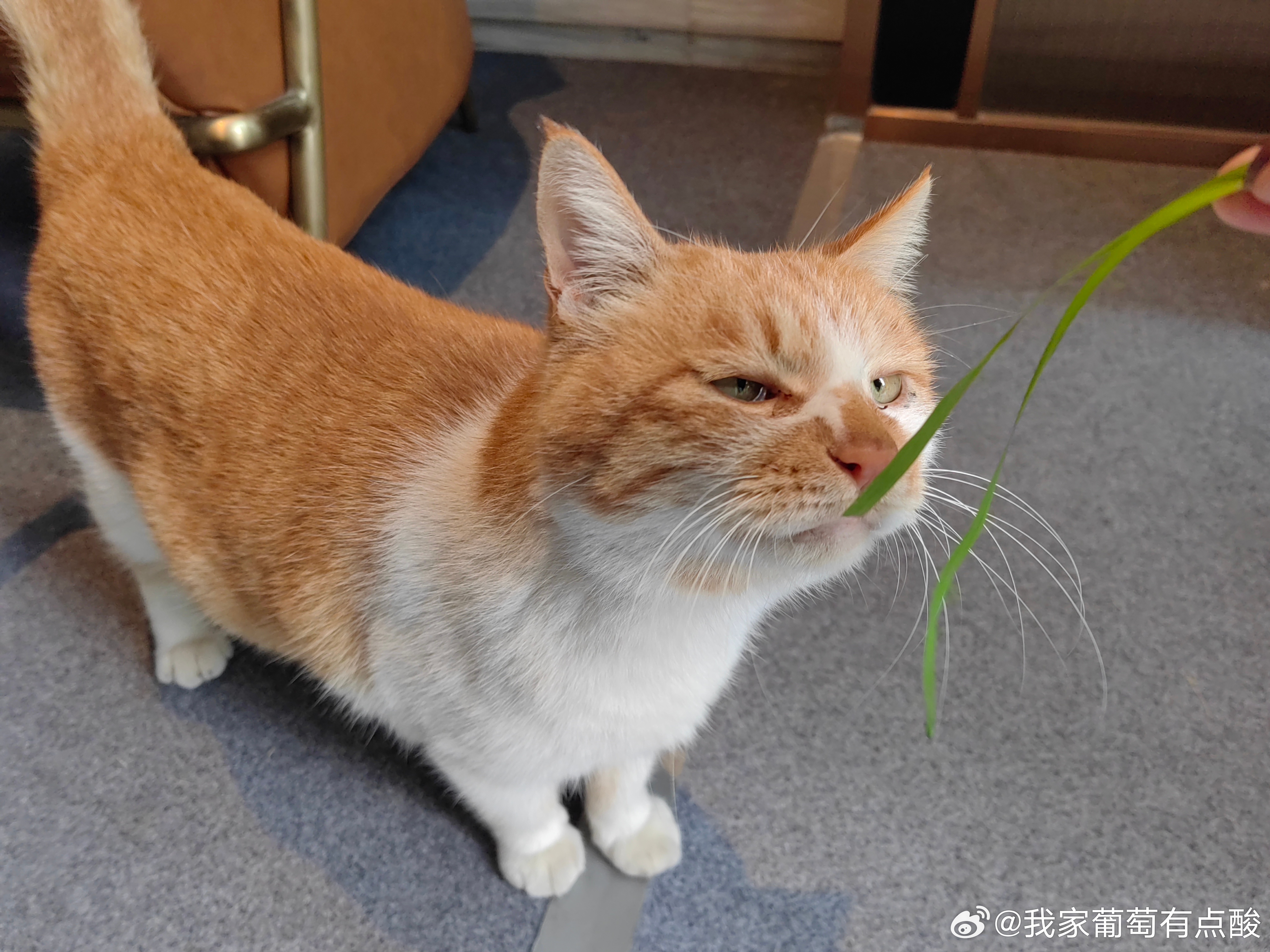 我上辈子肯定是欠了喵家的这10年来才会为了它们操心、焦虑、流泪！猫毛过敏4级以上
