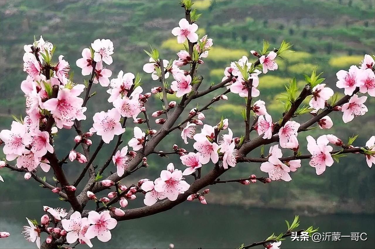 今天来到了桃花园看桃花，春风入桃林，满目皆是温柔
 
三月的风一吹，桃花就开得轰