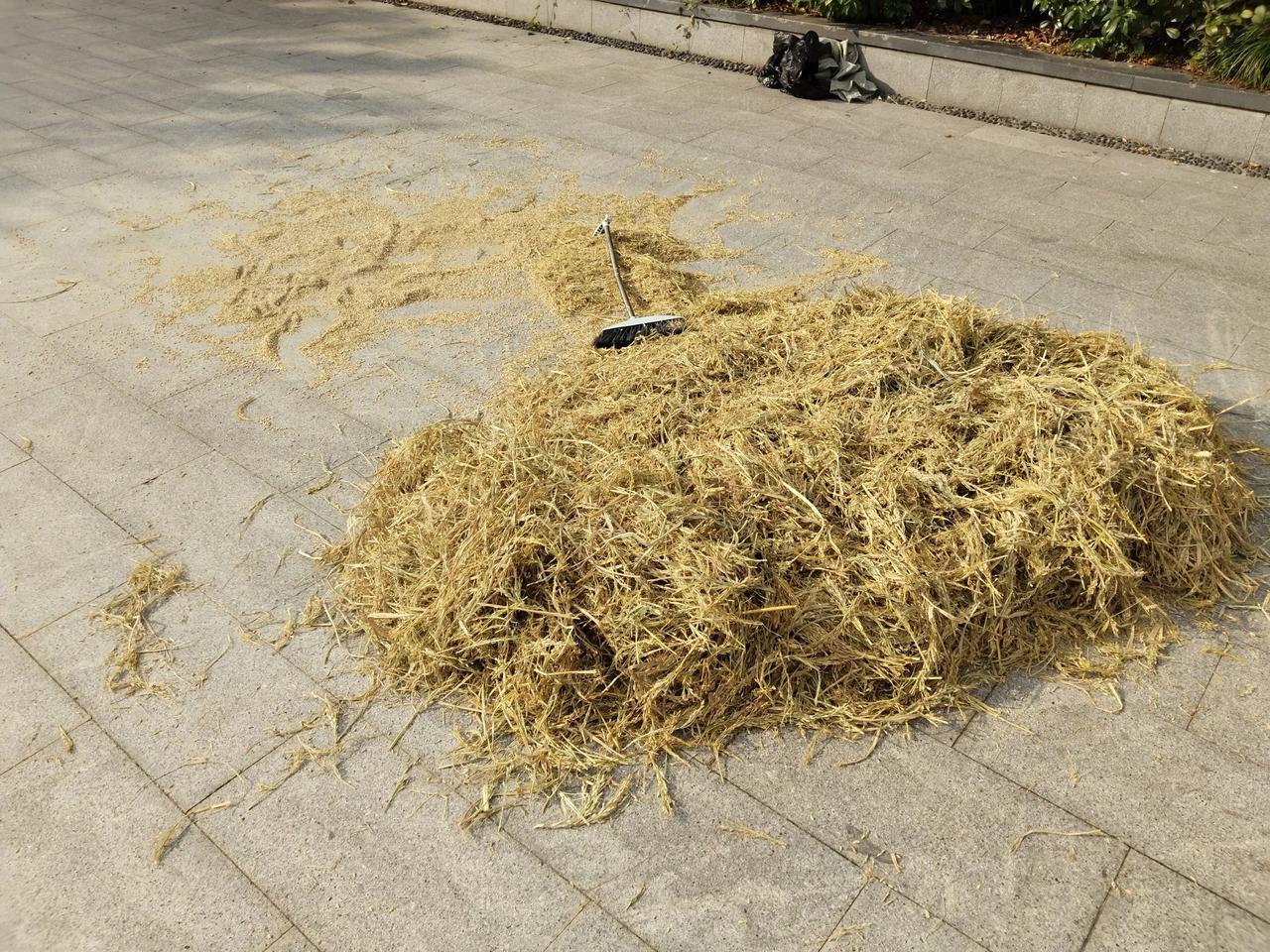 今天在杭州马路边游玩时，看到路边有人晒了一小堆稻谷，这带壳的东西可神奇了，是钓鱼