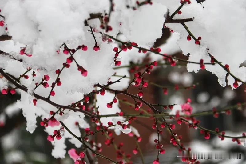 “院中雪梅藏诗韵”，这上联营造出了超有意境的画面，让我忍不住对下联。
结合参考里