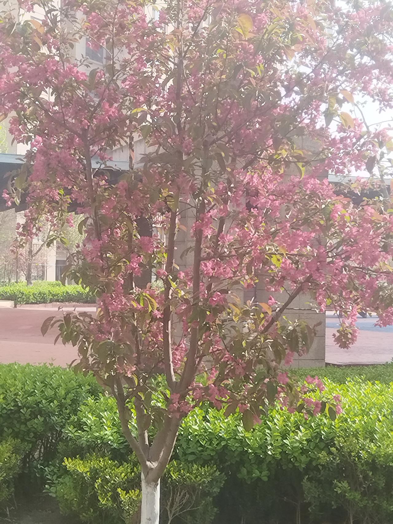 昨晚下了一夜的雨
今天的晨跑很有意境，雾 蒙蒙
姹紫嫣红……
真的想将春天留作永