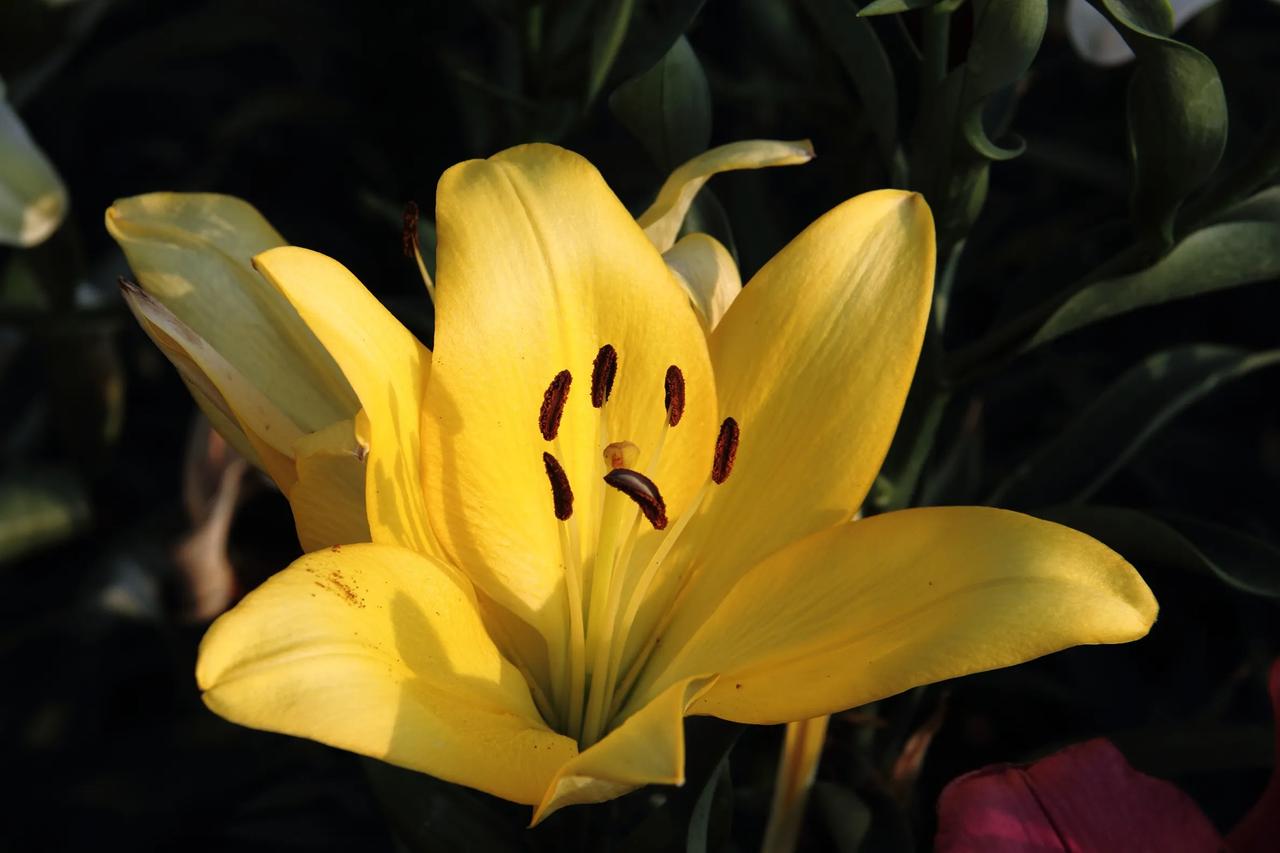 #秋日生活打卡季#


漫花庄园百合花 金黄色 橙红色 20241007
   