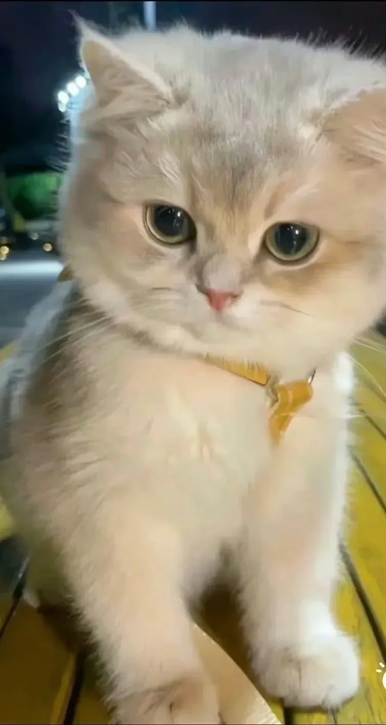 美美哒小猫咪
