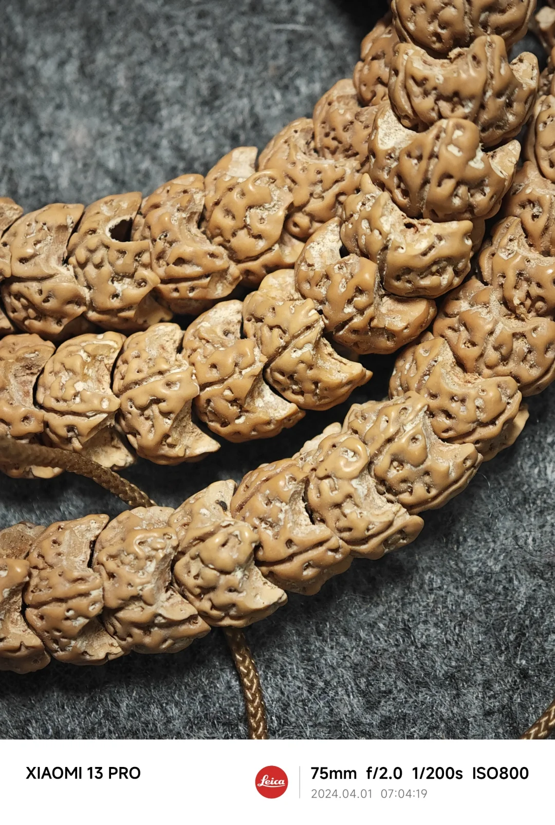 NO.445 龙爪小金刚