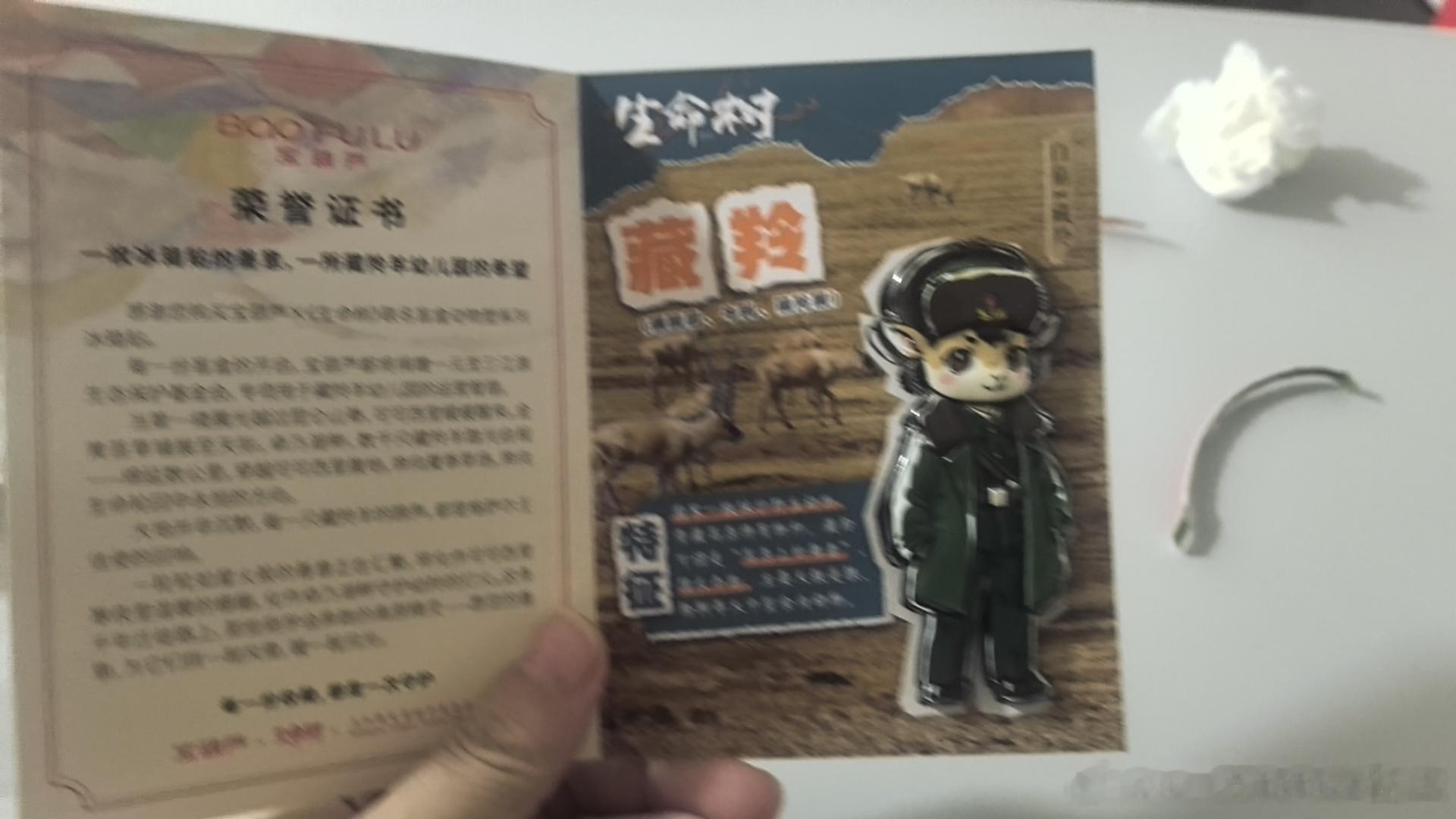 杨紫 白菊