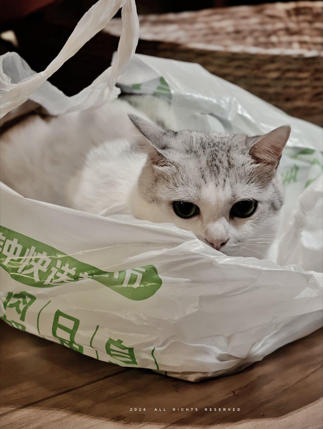 小象超市买饮料送猫