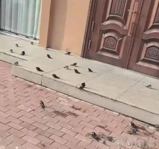 奇景！东北网友拍下燕子滞留未南飞

近日，东北一网友意外拍到罕见画面：一群燕子并