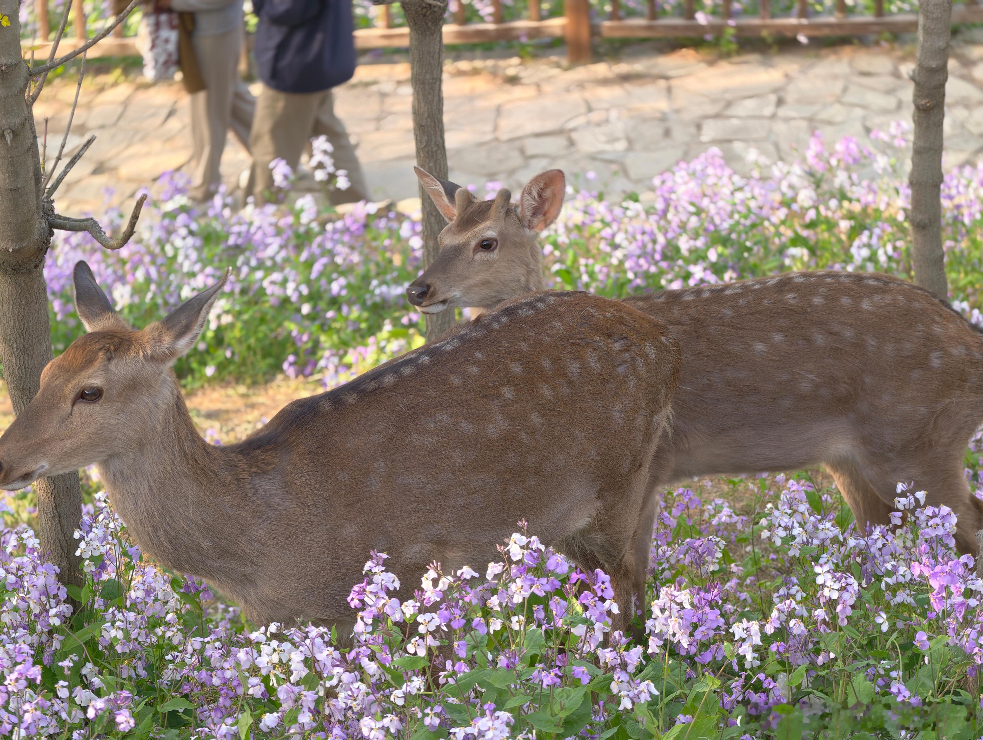 林深处见鹿浅紫色的二月兰花海中缓缓走来美丽的小鹿，淡淡的阳光为它们穿上了一件镶着