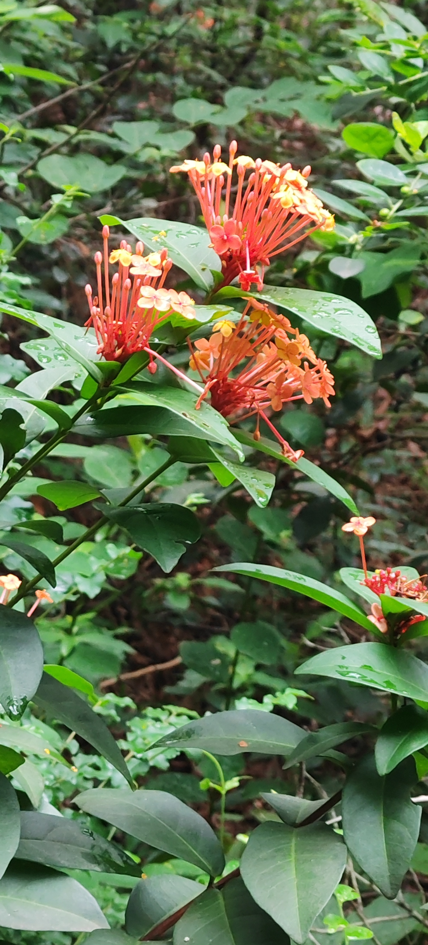 露珠为伴，繁花相迎，向阳而生，早安！ ​​​