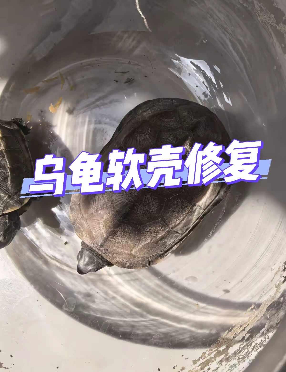 细心养龟｜软壳修复宝藏补钙颗粒
认真照料龟龟的日常，藏着细碎温柔🌿🐢
前段时